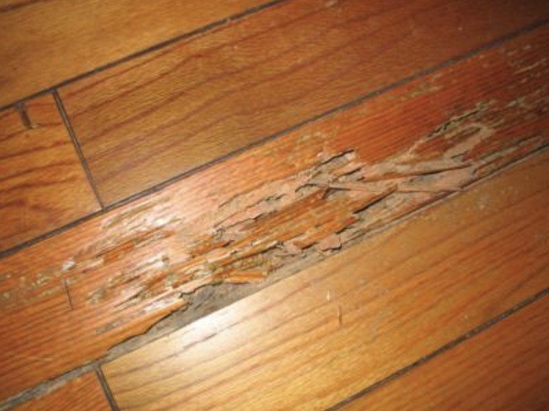 Blisters in wooden flooring