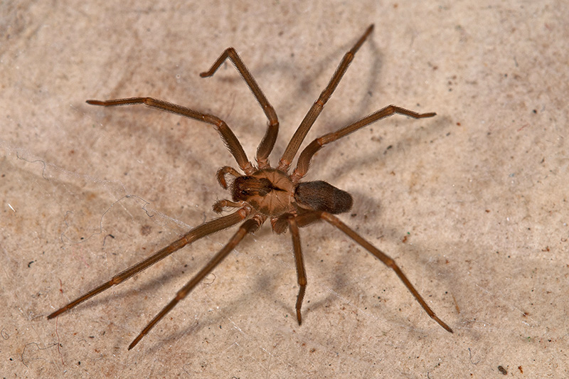 Do Wolf Spiders Eat Brown Recluse Spiders?