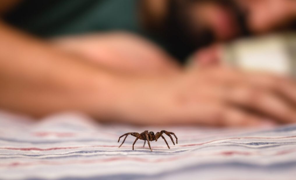 How to keep spiders away while sleeping