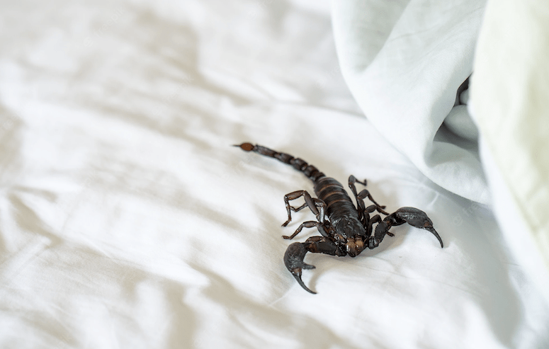 How to prevent scorpions from getting in your bed