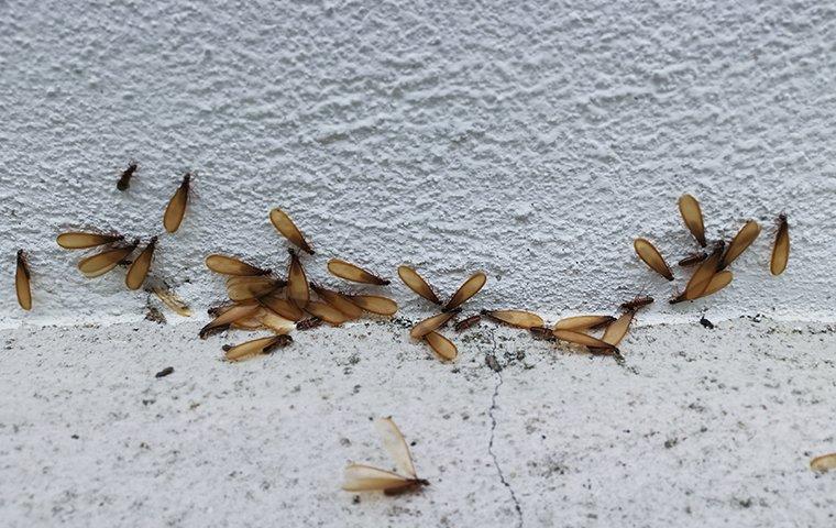 How to tell if you have termites in your walls