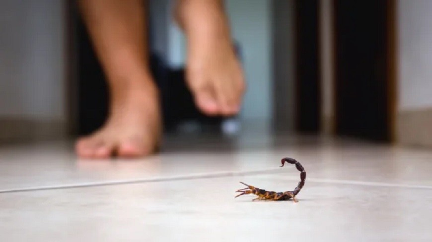 What Are Scorpions Attracted To