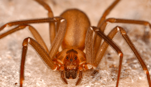 brown spider recluse