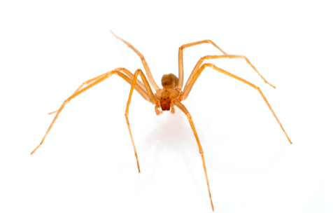 Do Wolf Spiders Eat Brown Recluse Spiders