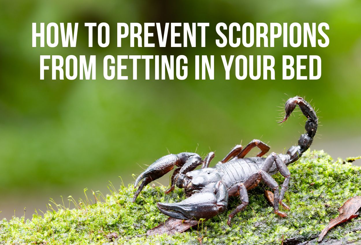 how to prevent scorpions from getting in your bed