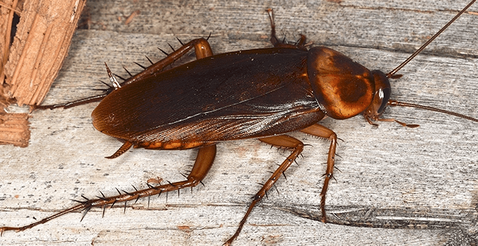 Learn Wood Roaches