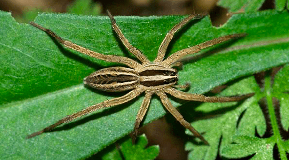 wolf spiders vs brown spiders