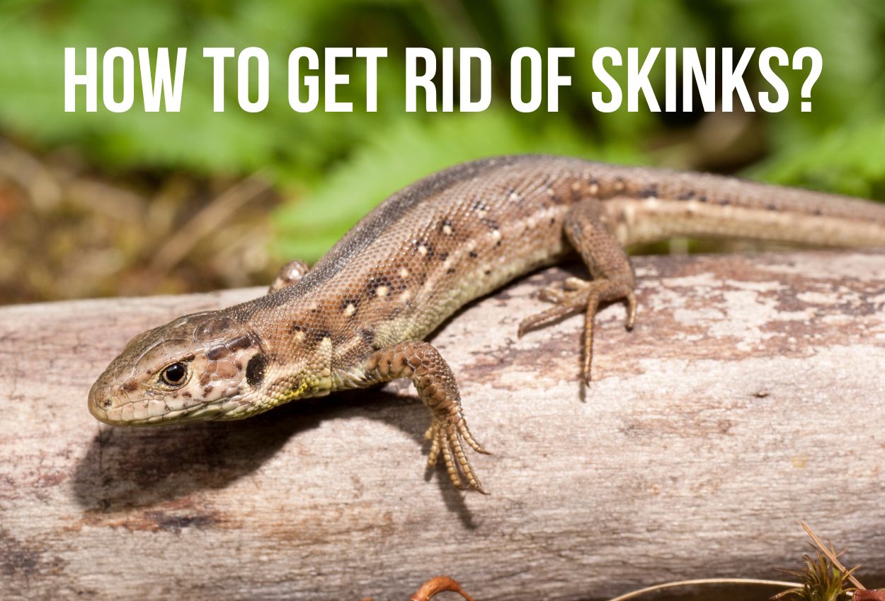 How to get rid of skinks
