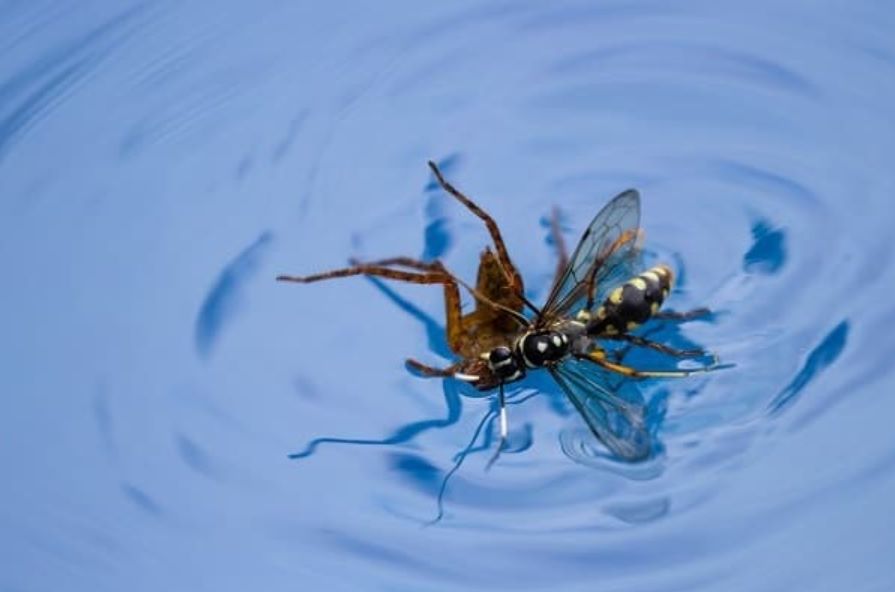 How to keep wasps away from pool