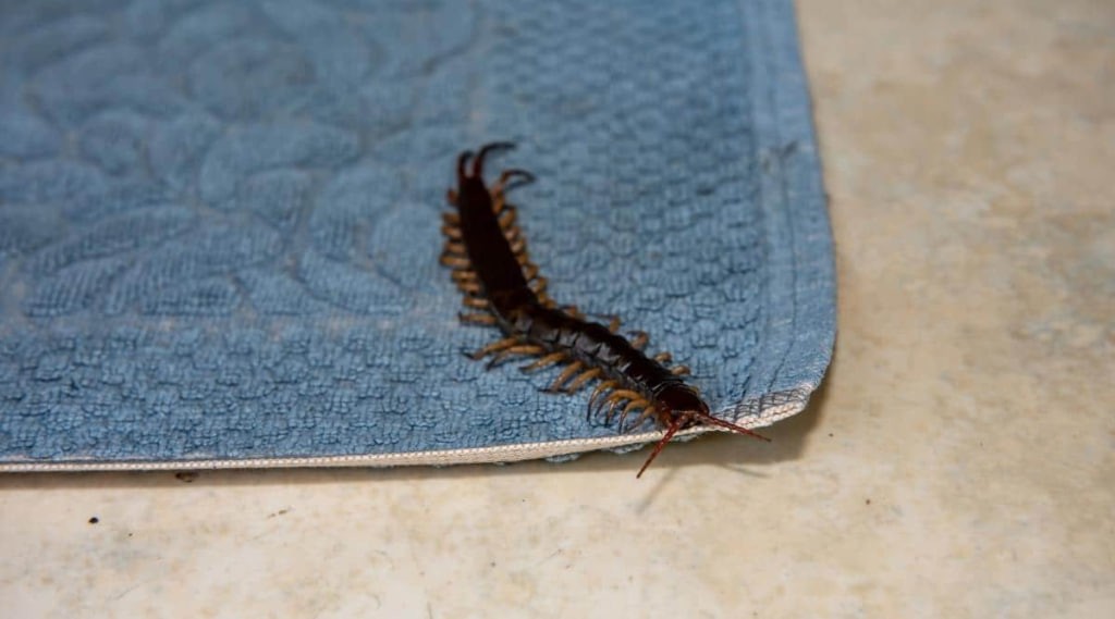 Can centipedes climb beds?