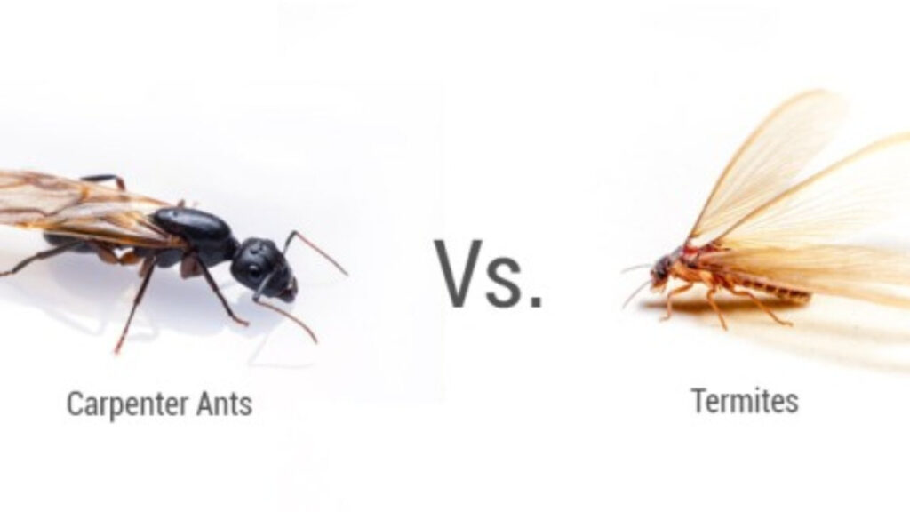 Do you have carpenter ants vs termites