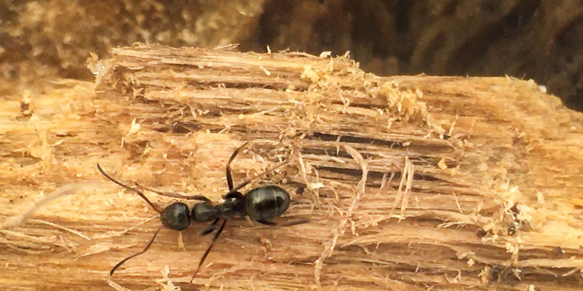 Do you have carpenter ants vs termites