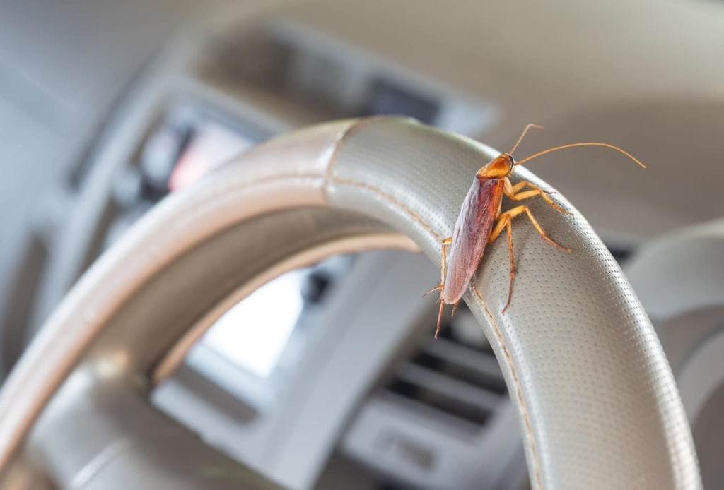 How to get roaches out of your car overnight