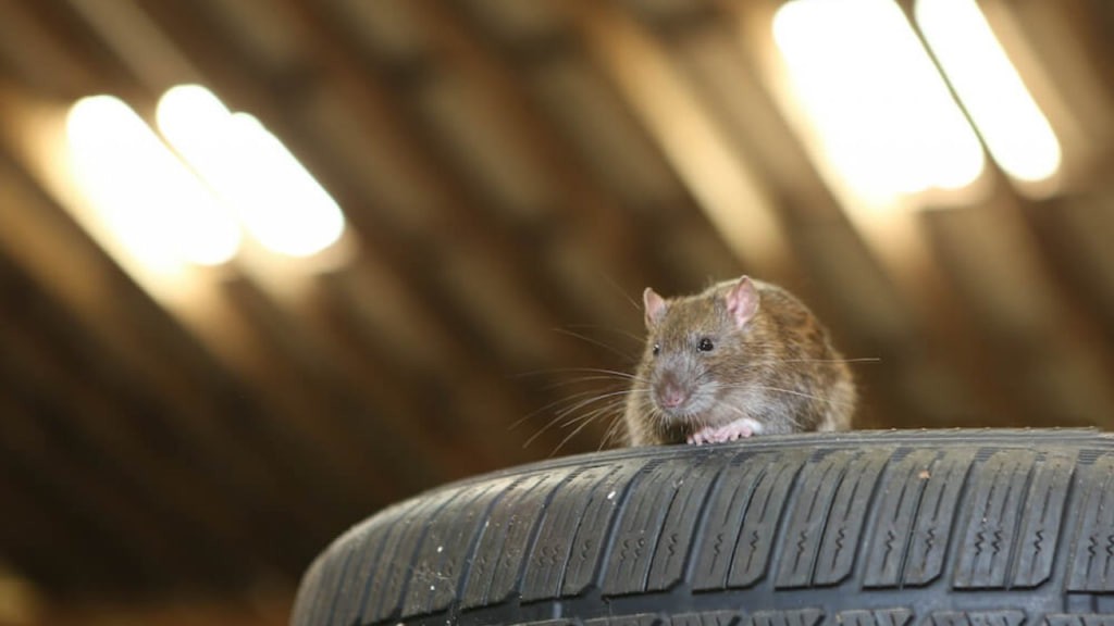 What attracts rats to garages?