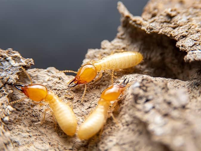 Which is worse carpenter ants or termites