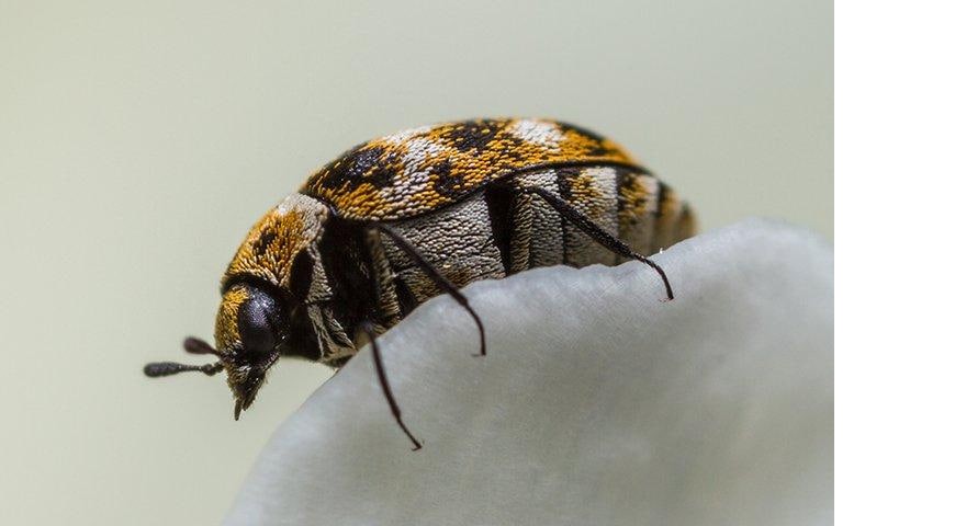 Do carpet beetles bite?