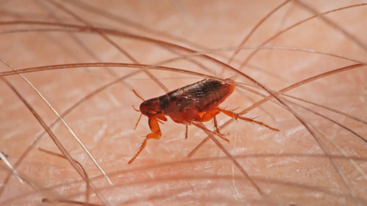What do fleas look like to the human eye