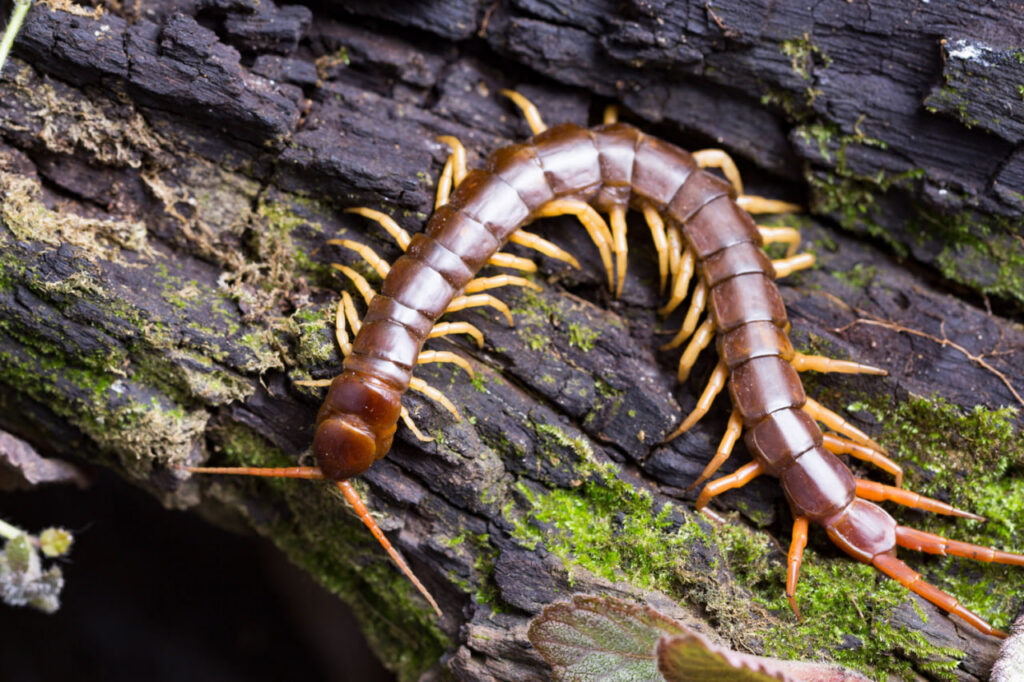 Centipedes And Millipedes