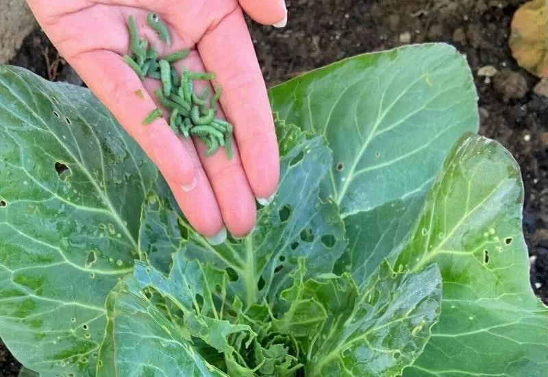 cabbage worms baking soda

