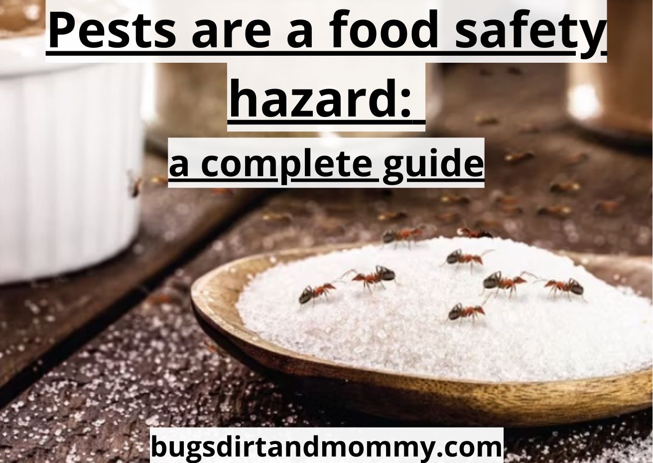 Pests are a food safety hazard: the best guide 2023