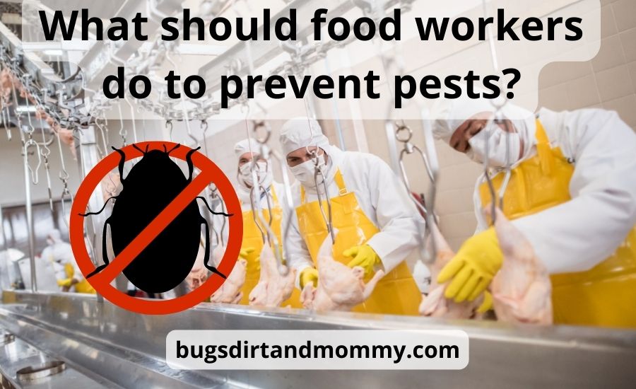 What should food workers do to prevent pests: best 6 tips