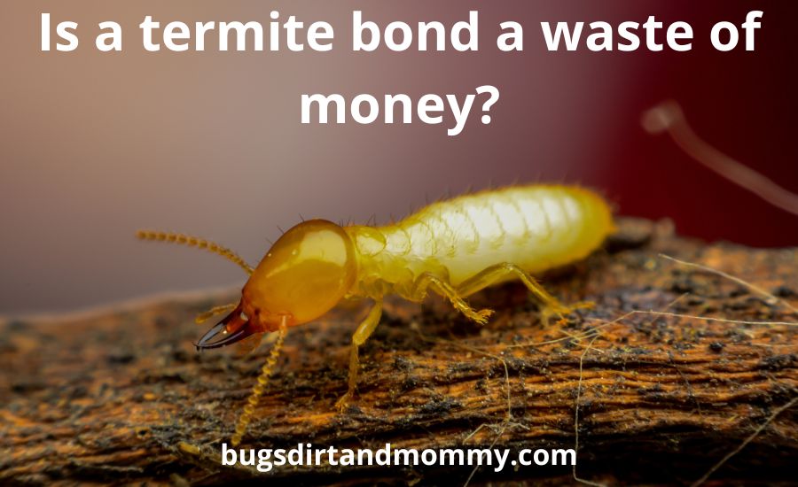 Is a termite bond a waste of money: best 6 tips & benefits